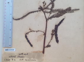Aeschynomene americana1.jpg