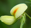 Tribe Aeschynomeneae from Thailand